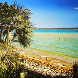 Pandanus nestled on the shore of Trial Bay