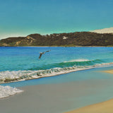 Gull and peak - Dudley Beach