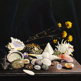 Shell game, more treasure from the sea