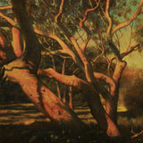 Angophora Gum - Shoal Bay