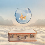 Above the clouds, fishbowl