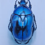 Blue Beetle