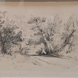 3. Trees, Banksia Serrata on the right of the road to Mrs Darling's Point