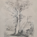 5. Blue Gum trees, Eucalyptus