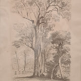 6. Ironbark at Tea Tree