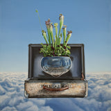 Above the clouds, Flytrap (Pledge)