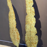 Leaves 1 & 2 together