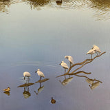 Spoonbills