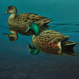 Chestnut teal ducks swimming
