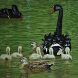 Swan Family