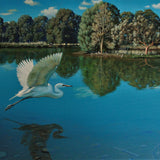 Off to roost - Egret