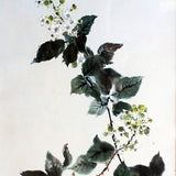 Lillian Sutherland Art