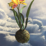 Sky plant, Yellow Orchid