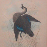 Untitled - Blue Feathered Duck