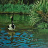 Magpie goose and Coot